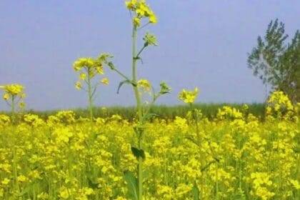 These varieties of mustard will yield more oil, they are ahead of other varieties in yield also