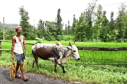 This district of Gujarat is ideal for natural farming, know how the campaign was successful