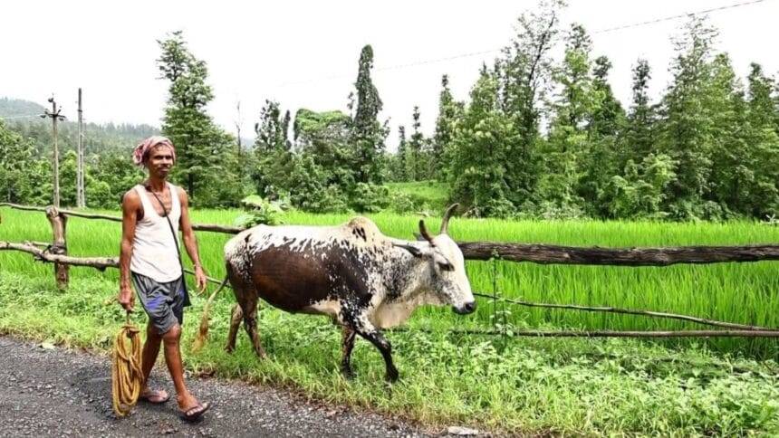 This district of Gujarat is ideal for natural farming, know how the campaign was successful