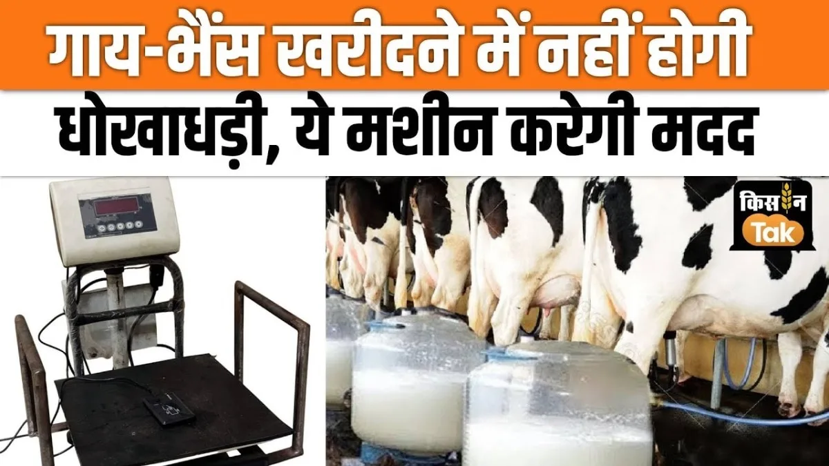 This machine will instantly tell you how much milk your animal gives, this will also put an end to fraud.