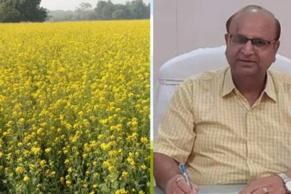 बढ़िया उपज और बंपर मुनाफे के लिए करें सरसों की बुवाई (Photo-Kisan Tak)