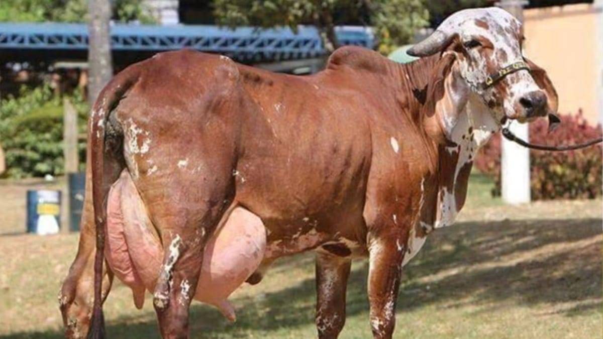 देसी गाय के पालन करने पर सरकार देगी सब्सिडी. (सांकेतिक फोटो)