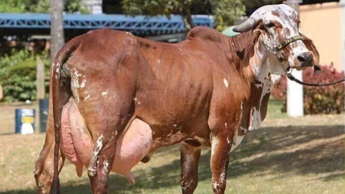 देसी गाय के पालन करने पर सरकार देगी सब्सिडी. (सांकेतिक फोटो)