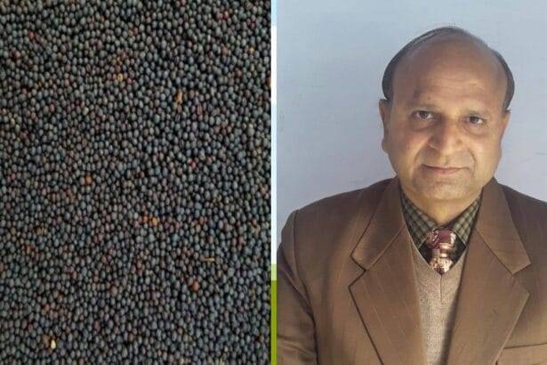 देश भर में राई की नई प्रजाति गोवर्धन के बीज की होगी बिक्री (Photo Credit-Kisan Tak)