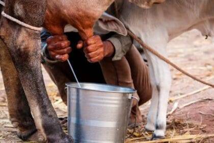 गौ-पालकों को इस पहल का लाभ मिलने की उम्मीद की जा रही है (Photo-Kisan Tak)