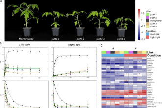 टमाटर प्रकाश संश्लेषण के रहस्यों को बुद्धि से खोलना