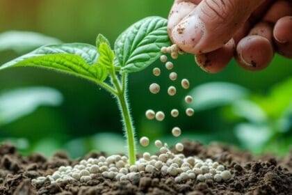 डीएपी की जगह सिंगल सुपर फॉस्फेट इस्तेमाल की सलाह दी गई है.