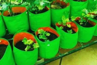 ग्रो बैग्स तकनीक