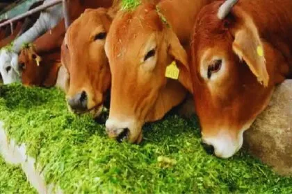 कब और कैसे दें पशुओं को आहार