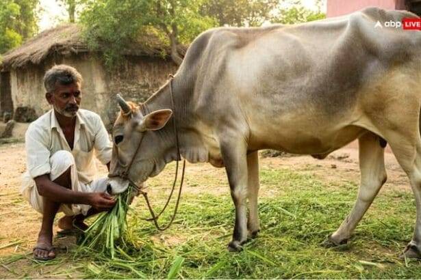 Mini Nandini Krishak Yojana Government give subsidy to farmers yogi adityanath डेयरी फार्मिंग पर सरकार देगी सब्सिडी,