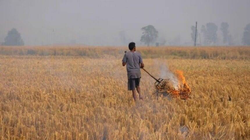 पंजाब हर साल लगभग 180 से 200 लाख टन धान की पराली पैदा करता है.