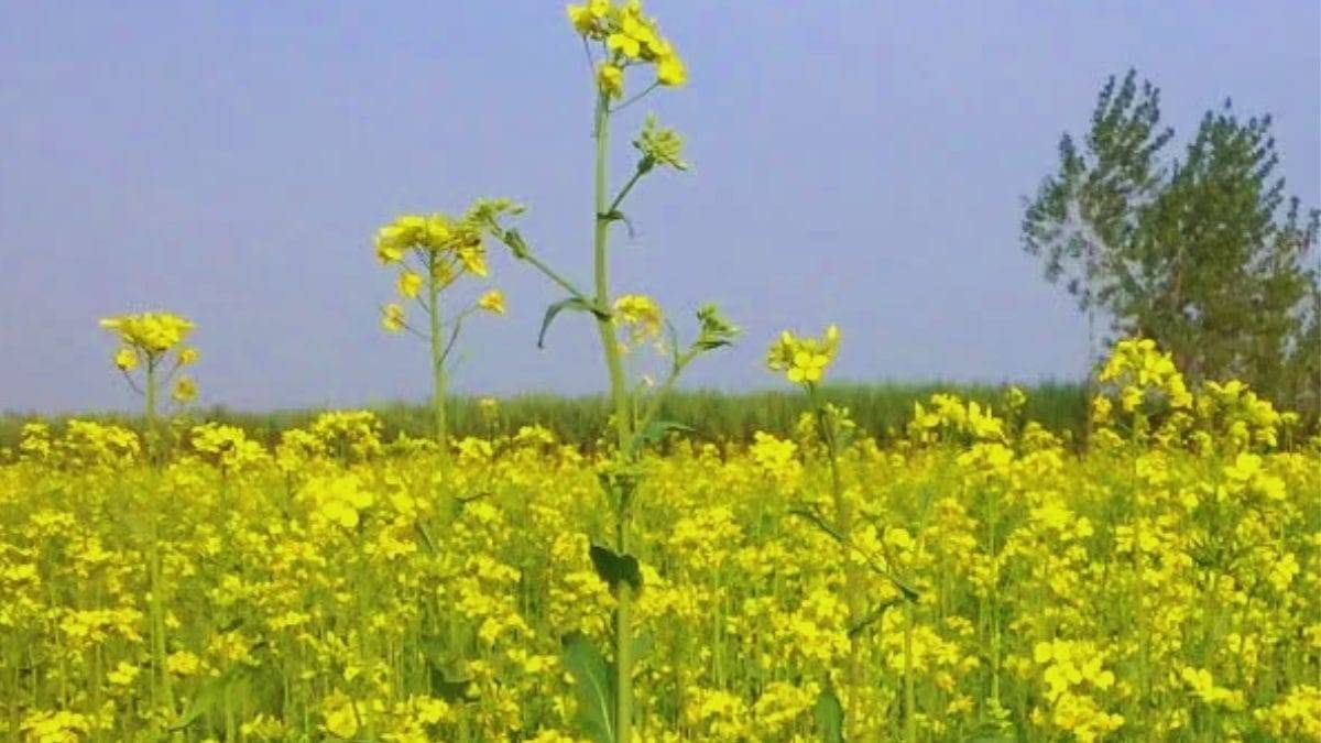 राजस्‍थान में अक्‍टूबर तक सरसों बुवाई का 46 प्रतिशत एरिया कवर. (सांकेतिक तस्‍वीर)