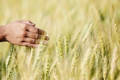 उत्तराखंड के किसानों को 90 हजार किसानों को 21 क्विंटल बीज दिए गए हैं.