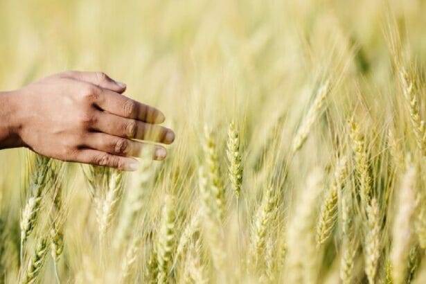 उत्तराखंड के किसानों को 90 हजार किसानों को 21 क्विंटल बीज दिए गए हैं.