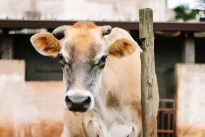 भोपाल में बनेगी 10,000 गायों की क्षमता वाली आधुनिक गौशाला, चिकित्सा वार्ड भी होगा शामिल
