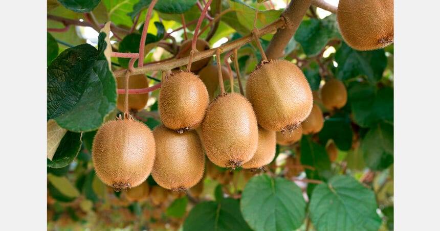 आबिदीन सेनगुल अर्थव्यवस्था को बढ़ावा देने और कृषि में विविधता लाने के लिए कीवी की खेती की वकालत करते हैं