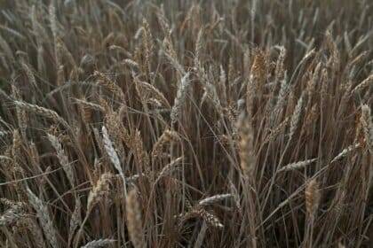 वायदा कारोबार के निलंबन के बावजूद कृषि जिंसों की कीमतें स्थिर बनी हुई हैं