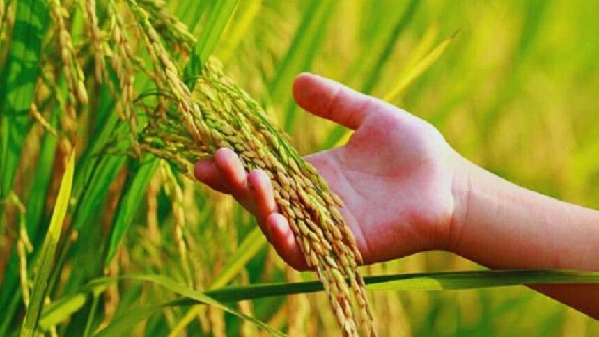 धान पर जीवाणु झुलसा रोग का प्रकोप