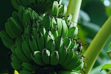 Banana Farming is Beneficial for farmers of bihar check data here बिहार के किसानों को रास आ रही केले की खेती, जानें क्या कहते हैं आंकड़े