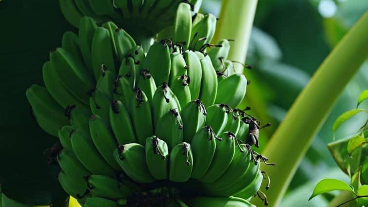 Banana Farming is Beneficial for farmers of bihar check data here बिहार के किसानों को रास आ रही केले की खेती, जानें क्या कहते हैं आंकड़े