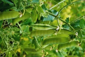 हरे मटर के बीज पर सब्सिडी