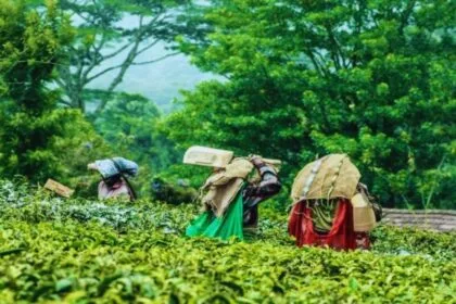चाय की खेती पर बंपर सब्सिडी