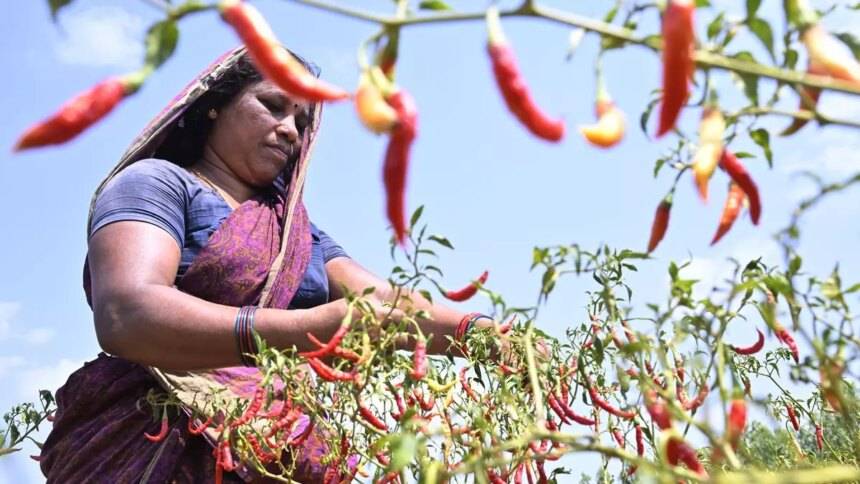 कर्नाटक के बल्लारी क्षेत्र में मिर्च की फसल पर फिर से ब्लैक थ्रिप्स का हमला हो गया है