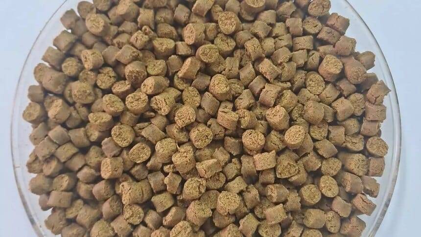 सीएमएफआरआई ने ब्लैक सोल्जर फ्लाई लार्वा से पर्यावरण-अनुकूल मछली चारा विकसित किया है