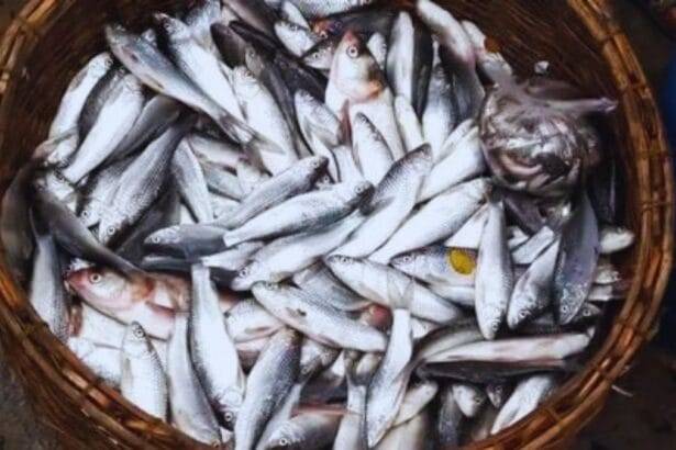 गंडक नदी की चेपुआ मछली