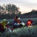 Villagers wear headlights while harvesting leeks in a vegetable field in a village in Weifang, East China