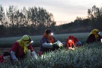 Villagers wear headlights while harvesting leeks in a vegetable field in a village in Weifang, East China