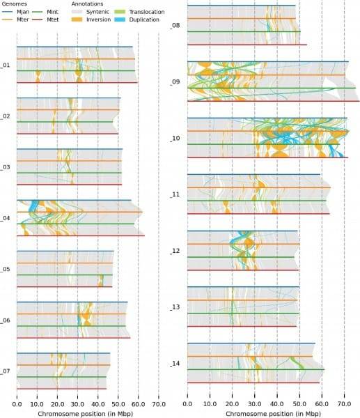 सभी चार मैकाडा का व्यापक जीनोम अनुक्रमण