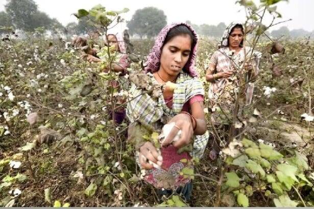 8 फीसदी कम कपास उत्पादन अनुमानों ने किसानों को अच्छी कीमत पाने के संकेत दिए हैं.