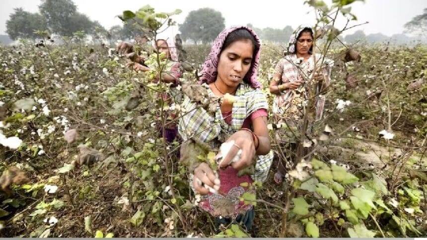 8 फीसदी कम कपास उत्पादन अनुमानों ने किसानों को अच्छी कीमत पाने के संकेत दिए हैं.