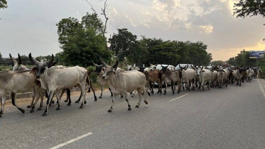 सड़क पर जातीं गाय. प्रतीकात्मक फोटो