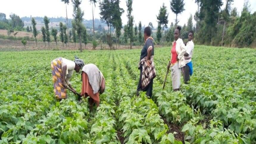 क्रेडिट एग्रीकोल डू मैरोक ने मोरक्को की कृषि सहायता के लिए US$1.2B आवंटित किया | खाद्य व्यवसाय अफ़्रीका