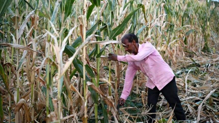 मक्का अनुसंधान निकाय डीडीजीएस में एफ्लाटॉक्सिन के प्रबंधन पर अनुसंधान करने के लिए धन की मांग करता है