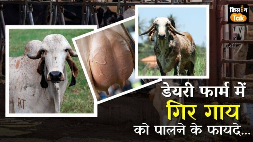 गिर गाय से जुड़ी खास बातें