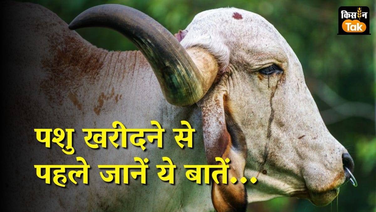 पशु खरीदने से पहले जरूरी बातें जानिए