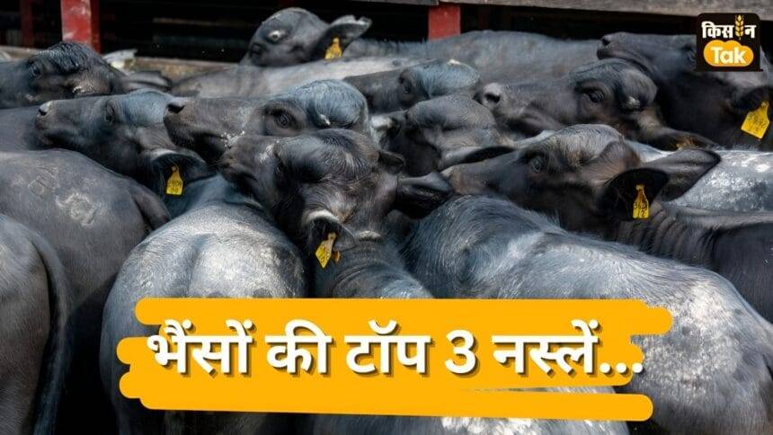 भैंसों की टॉप 3 नस्लें