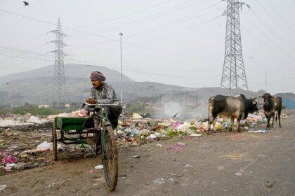 Smoke billowed from burning garbage as a man rested on his trash cart beside cows foraging  amid smoggy conditions in New Delhi, India