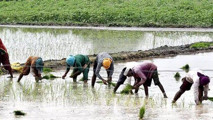 इस ख़रीफ़ फ़सल के मौसम में अधिक बारिश से अधिक शाकनाशी के उपयोग को बढ़ावा मिलता है