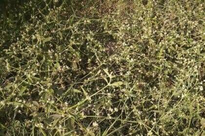 कांग्रेस और भाजपा को उखाड़ फेंकना: राजनीति से परे किसानों की लड़ाई