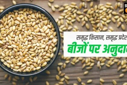 यूपी सरकार कई फसलों के बीजों पर सब्सिडी दे रही है.