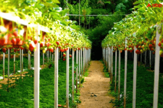 Farmer Success Story Ashwini Kumar hard work paid off the area smelled of strawberries Farmer Success Story: रंग लाई किसान की मेहनत, स्ट्रॉबेरी की खुशबू से महक रहा इलाका