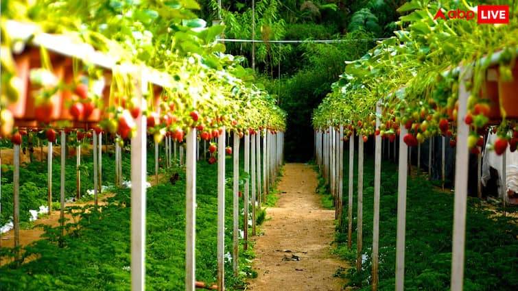 Farmer Success Story Ashwini Kumar hard work paid off the area smelled of strawberries Farmer Success Story: रंग लाई किसान की मेहनत, स्ट्रॉबेरी की खुशबू से महक रहा इलाका