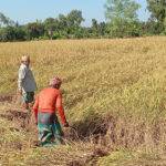 Farmers busy harvesting Aman paddy in Raozan