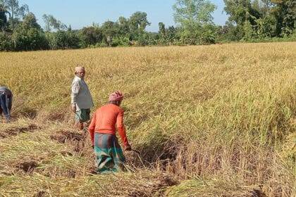 Farmers busy harvesting Aman paddy in Raozan