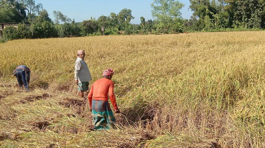 Farmers busy harvesting Aman paddy in Raozan