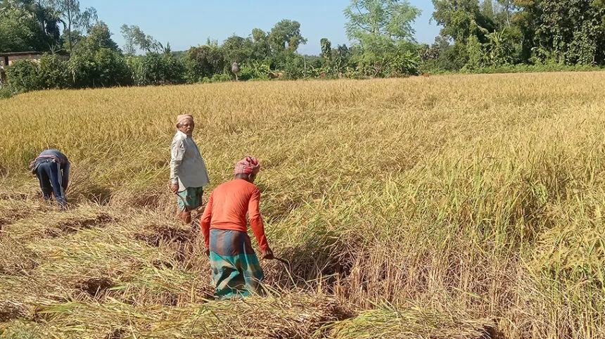 Farmers busy harvesting Aman paddy in Raozan